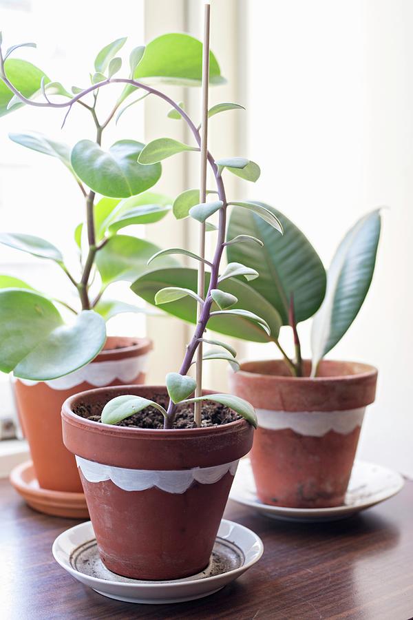 Houseplants In Painted Terracotta Pots Photograph by Cecilia Mller