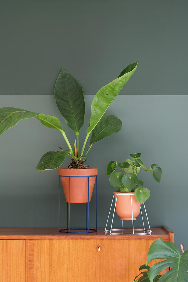 Houseplants In Plant Stands Handmade From Lampshades Photograph by Marij Hessel