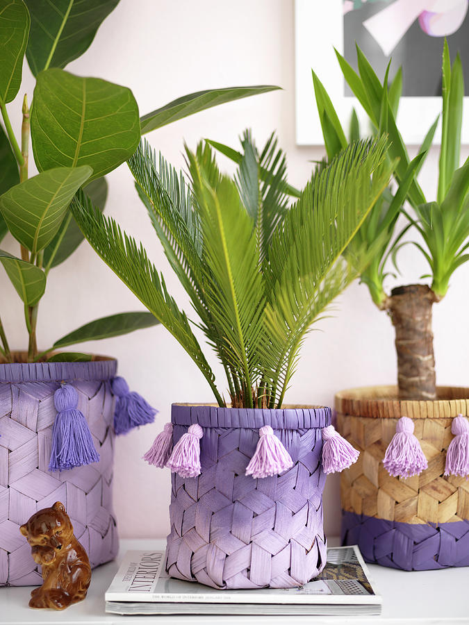 Fruit Photograph - Houseplants In Raffia Pots Painted Purple With Tassels by Anderson Karl