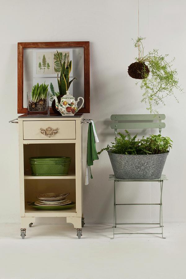 Houseplants On Vintage Serving Trolley And In Zinc Tub On Folding Chair Photograph by Great Stock!