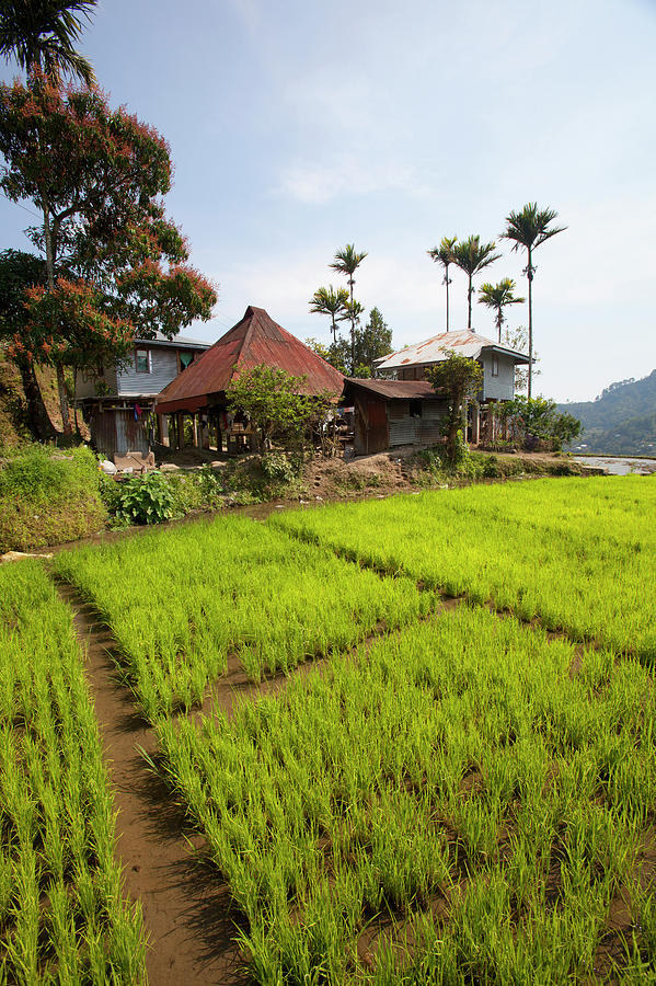 Houses In The Famous Mud-walled Rice Photograph by Design Pics / Deddeda