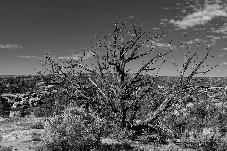 Hovenweep Morning  Photograph by Jeff Hubbard