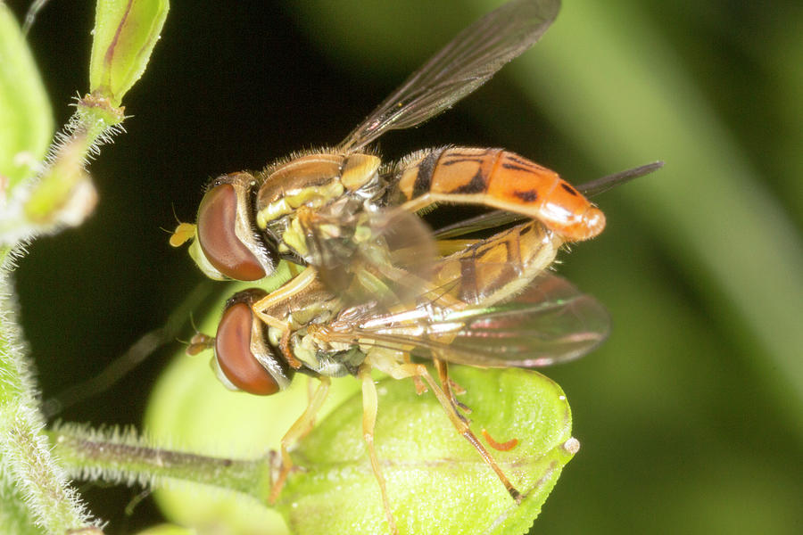 Hoverflies 6081501 by Rick Veldman Hoverflies 6081501 by Rick Veldman