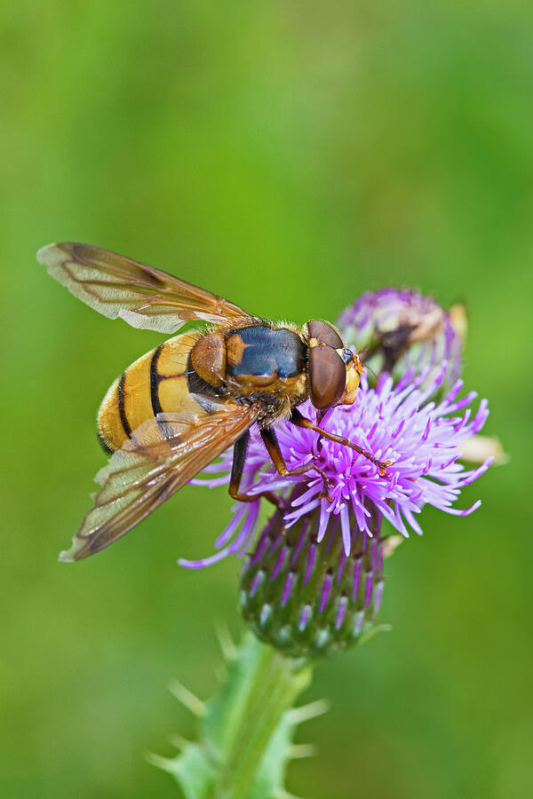 Hoverfly Female Feeding On Thistle Sutcliffe Park Nature Photograph by ...