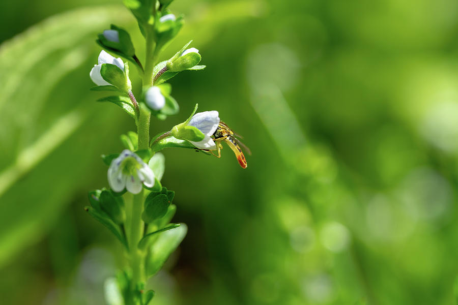 Hoverfly in lobelia flower Photograph by Brooke Bowdren