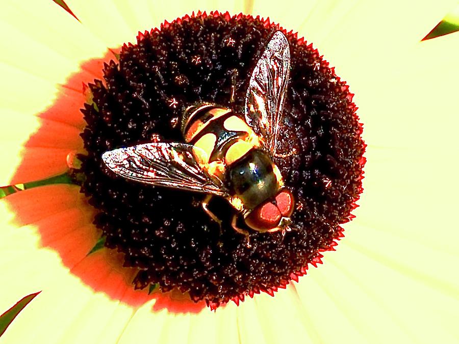 Hoverfly Landed Photograph by Alida M Haslett
