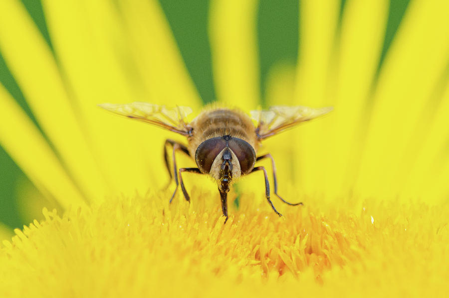 Hoverfly on a yellow flower macro Photograph by Scott Lyons