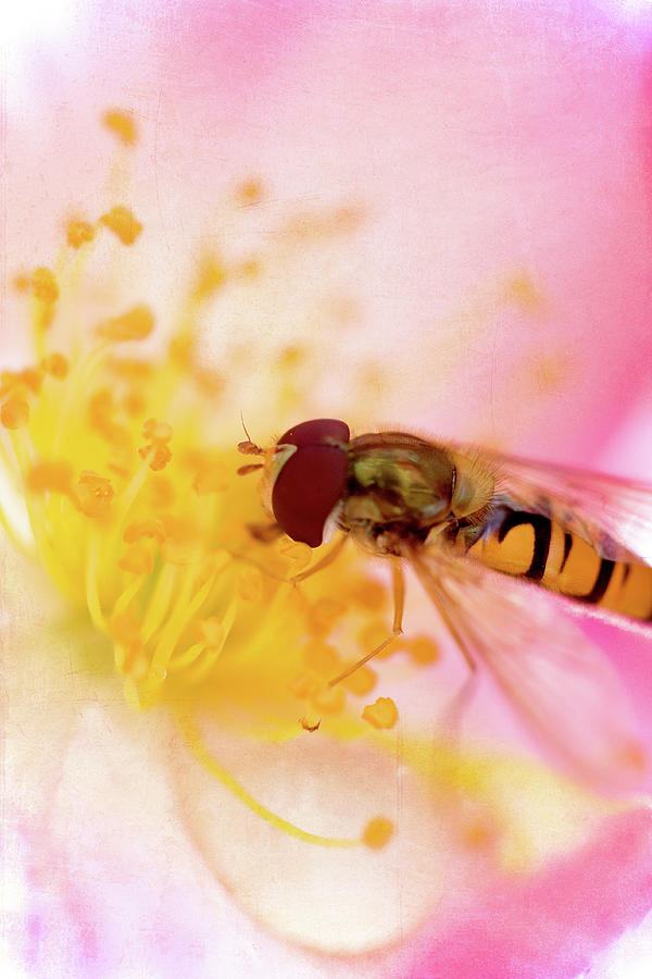 Hoverfly On Pink Photograph by Kelly Sillaste