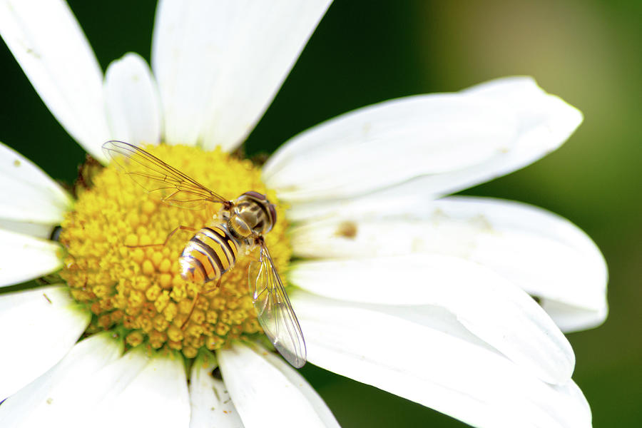 Hoverfly on white flower Photograph by Scott Lyons