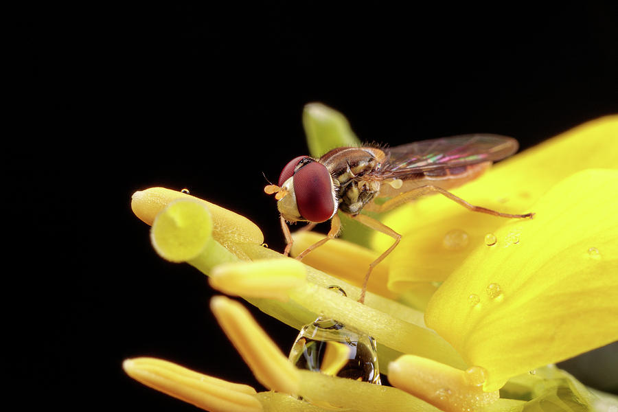Hoverfly posing Photograph by Brian Hale