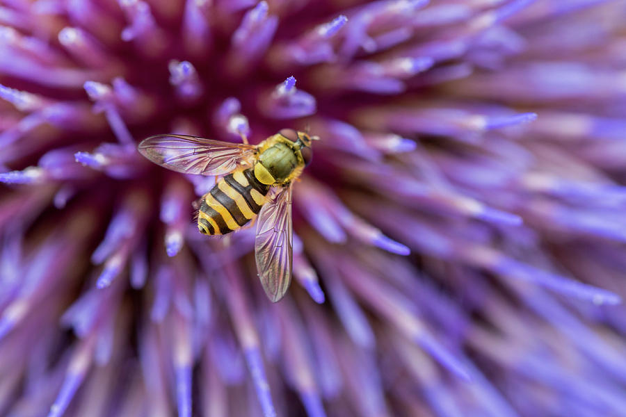 Hoverfly Resting on a Giant Purple Thistle Photograph by Anita Nicholson