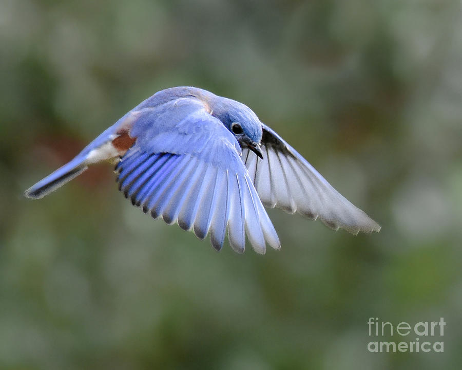 Hovering Bluebird Photograph by Amy Porter