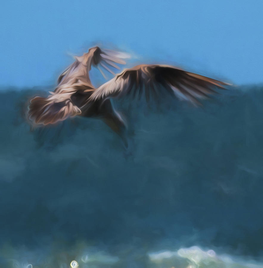 Hovering Gull Photograph by Alan Goldberg