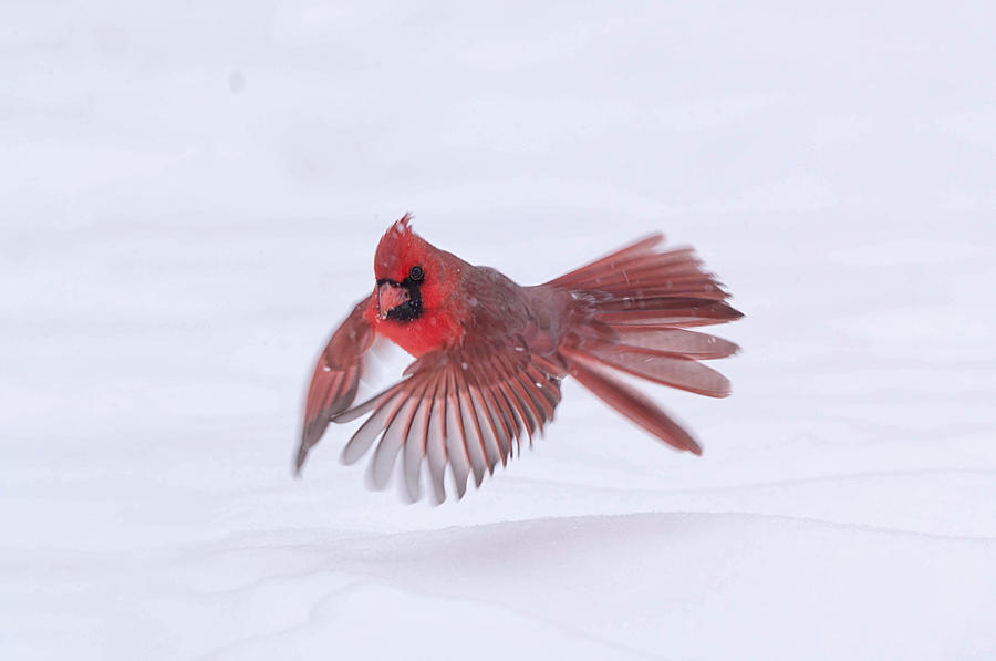 Bird Photograph - Hovering by Ling Lu