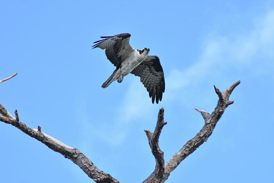 Hovering Osprey Photograph by William Tasker | Fine Art America