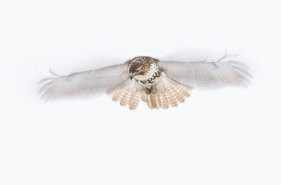 Bird Photograph - Hovering Red-tailed Hawk by Donald Luo