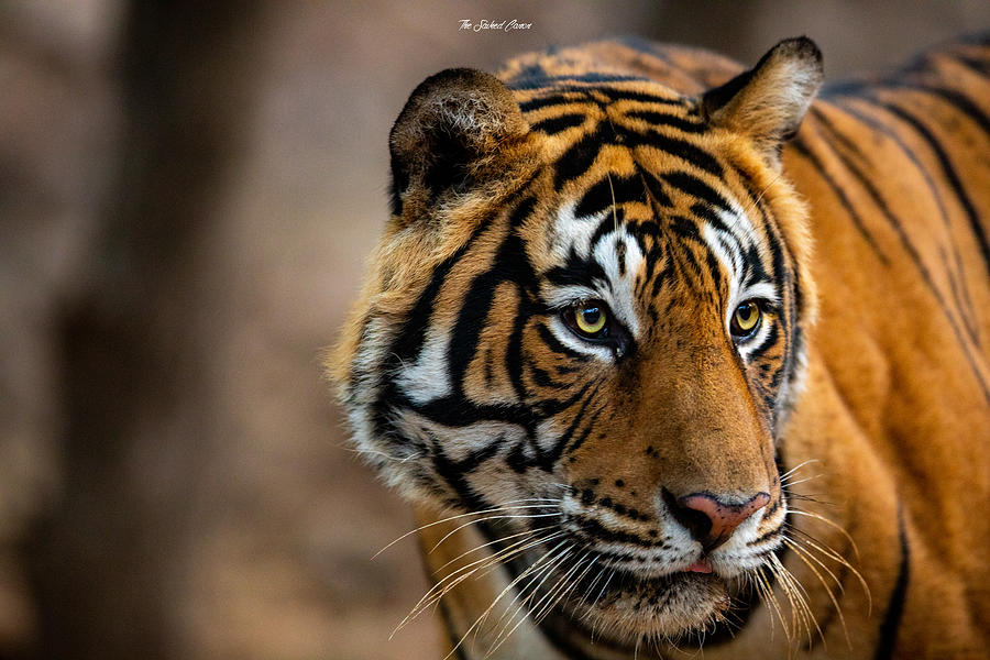 Wildlife Photograph - How Close by Saikiran Bhagavatula