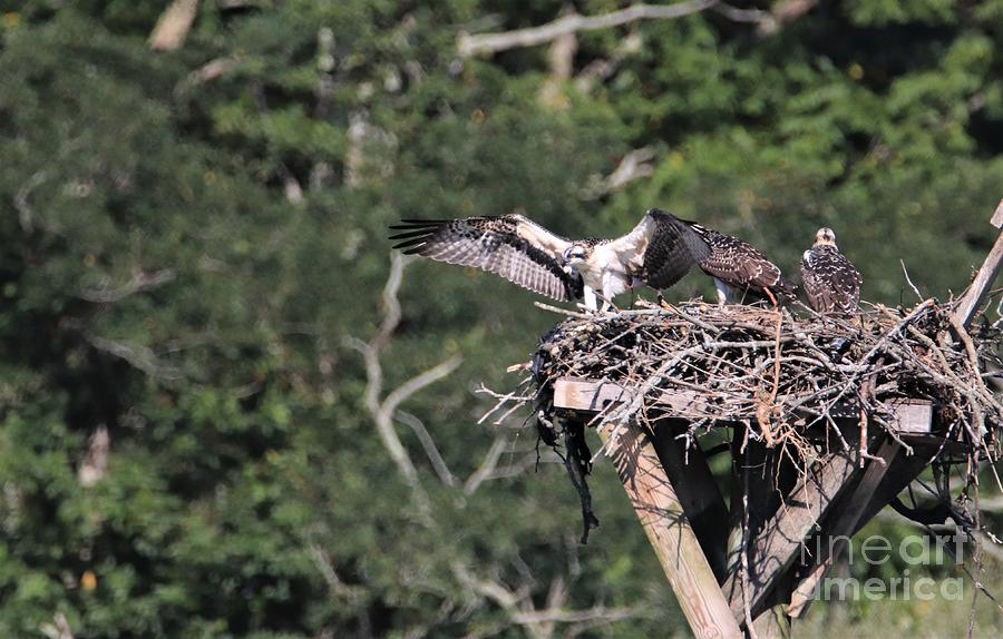 How Far Can I spread My Wings by Karen Silvestri How Far Can I spread My Wings by Karen Silvestri