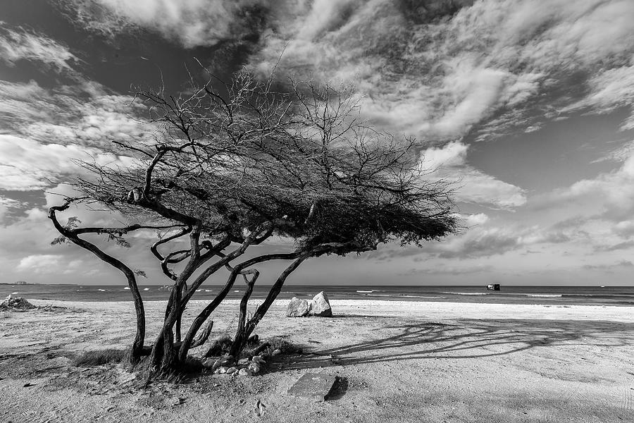 Black And White Photograph - How I Handle The Trade Wind by Frank Li