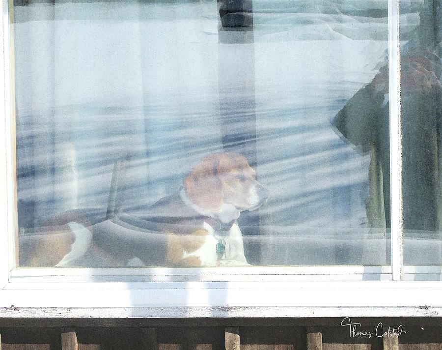 How Much is that Doggie in the Window? by Thomas Colstad How Much is that Doggie in the Window? by Thomas Colstad