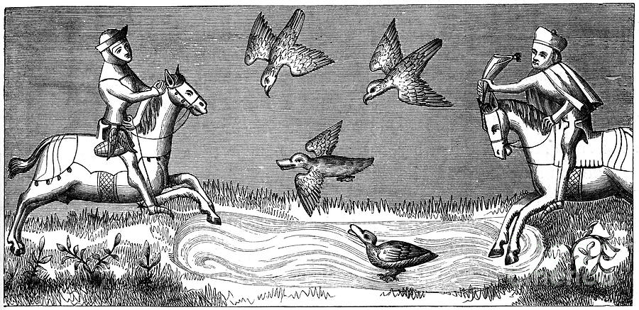 How To Bathe A New Falcon, 14th Century Drawing by Print Collector How To Bathe A New Falcon, 14th Century Drawing by Print Collector