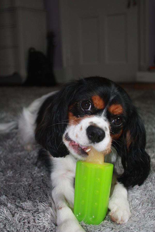 how to eat a dog popsicle: a photo essay