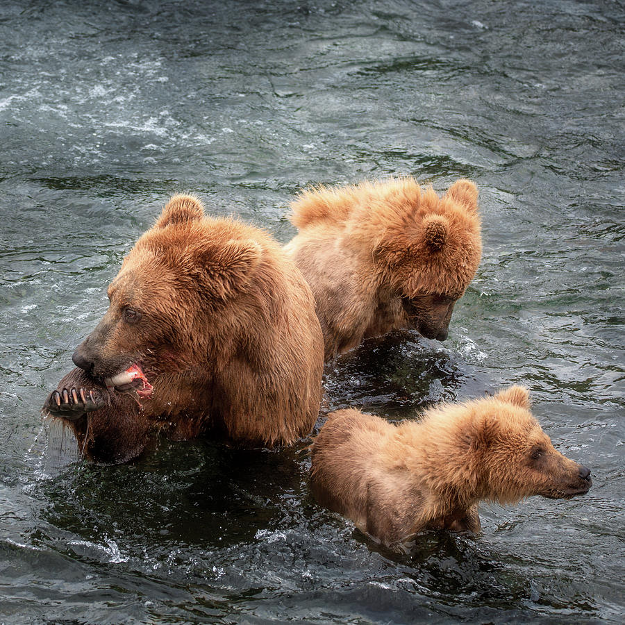 How To Eat Your Dinner Without Your Kids Photograph by Alex Mironyuk ...