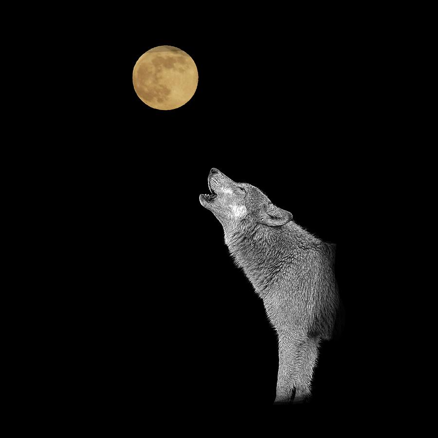 Howl at the yellow moon Photograph by Daniel Friend - Fine Art America