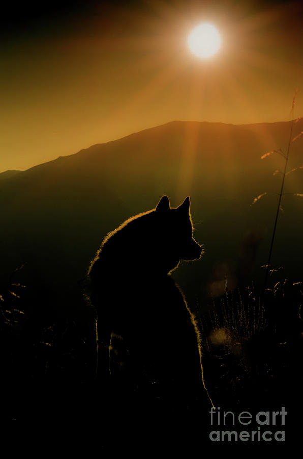 Howl Photograph by Bogdan Merlusca