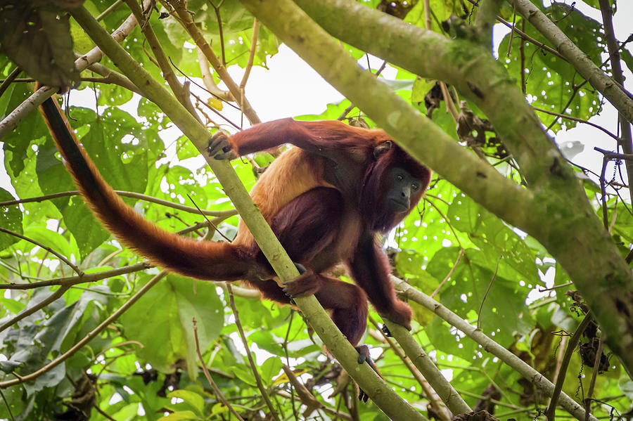 Howler Monkey Santuario Otun Quimbaya Pereira Colombia Photograph by Adam Rainoff