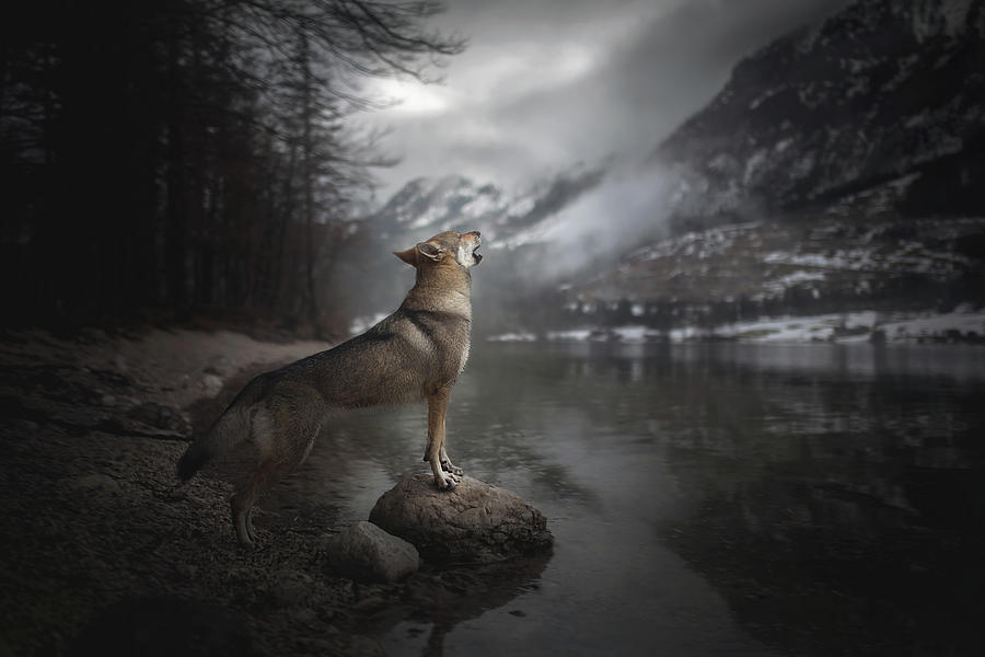 Wolves Photograph - Howling  by Alicja Zmyslowska