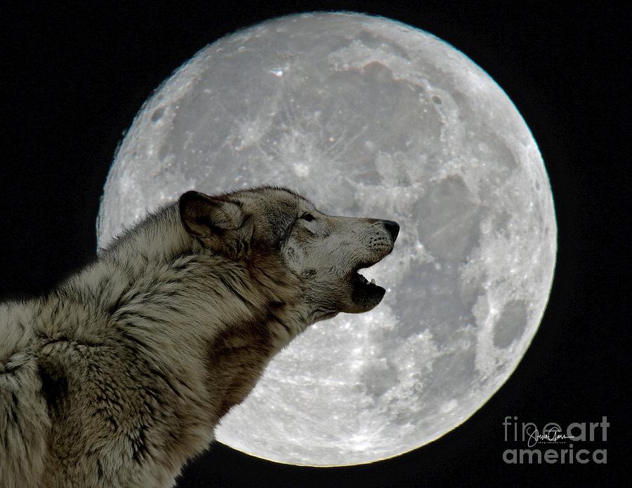 Howling At The Moon Photograph by Steve Gass