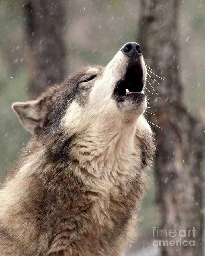 Howling At The Snow Photograph by Robert Buderman