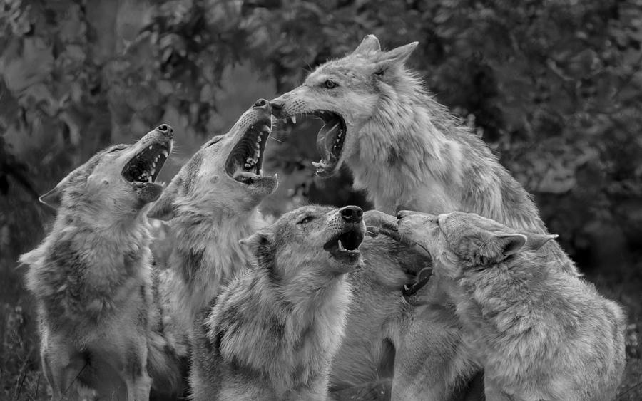 Wolves Photograph - Howling Corp. IIi by Sebastian Graf