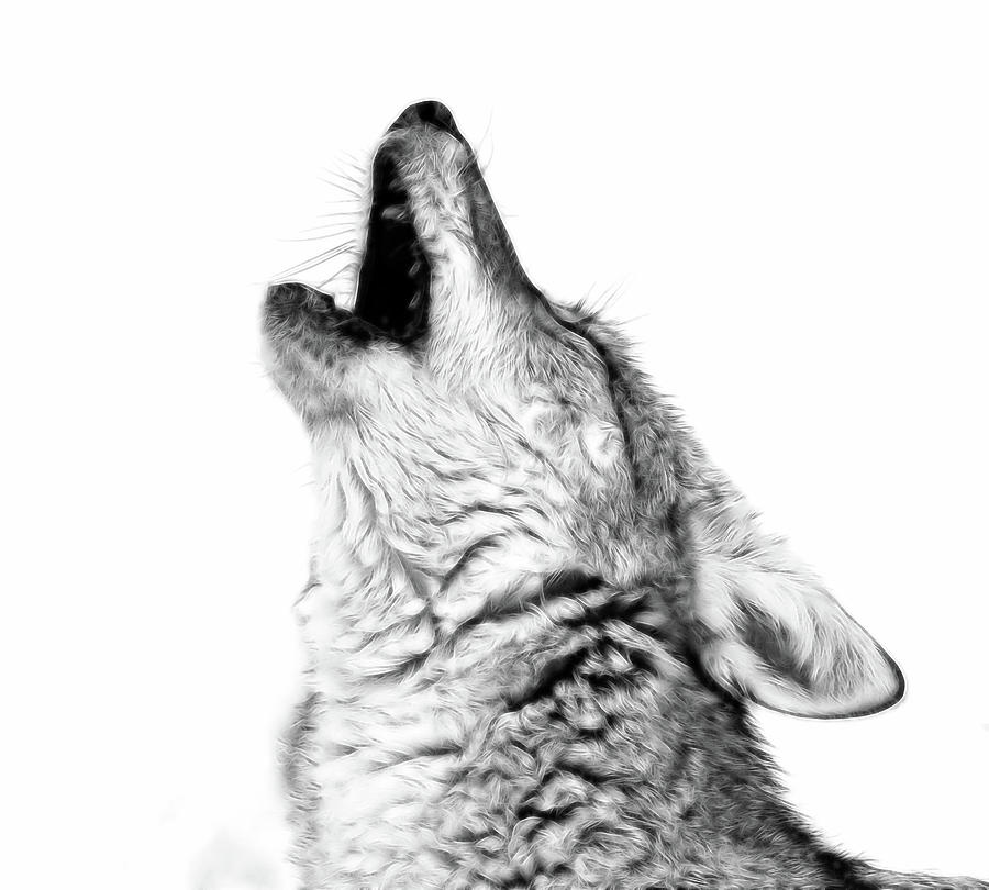 Howling Coyote BW Photograph by Athena Mckinzie