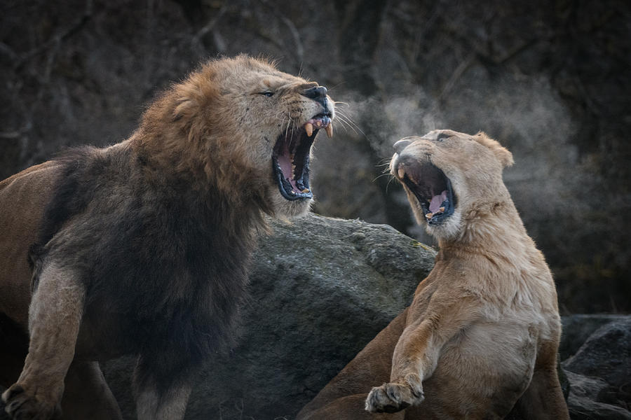 Howling Lion Photograph by Juri Aoki