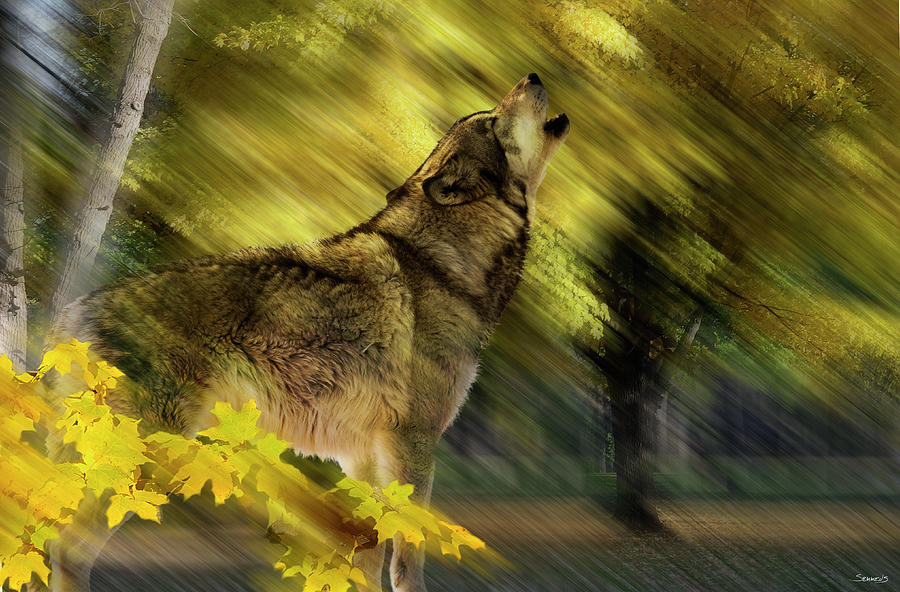 Wolves Photograph - Howling Wolf by Gordon Semmens