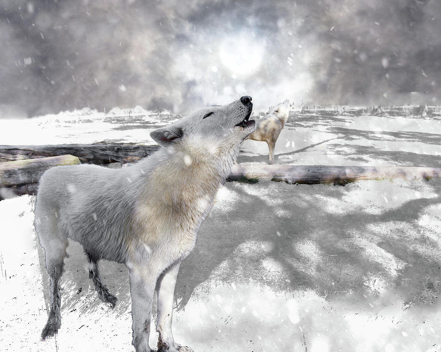 Howling Wolves Photograph by Jeannee Gannuch