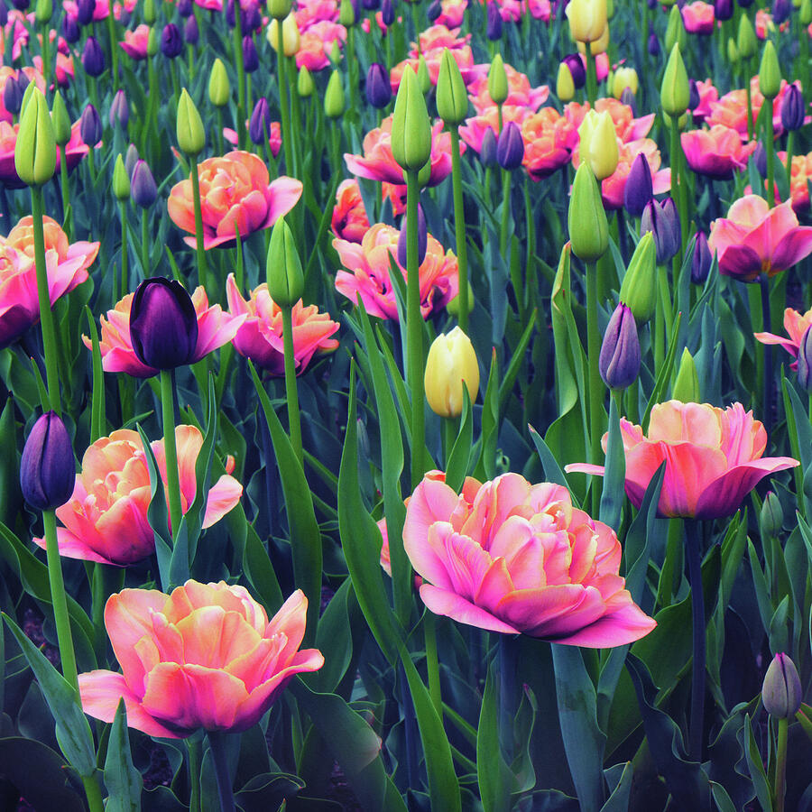 April Tulips Photograph by Jessica Jenney
