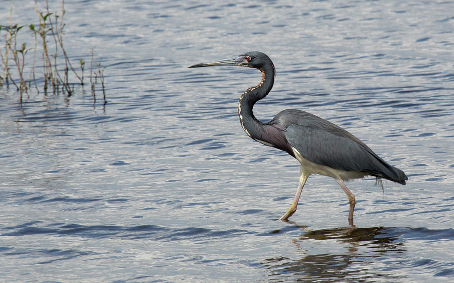 HT3 Tricolored Heron Walking Photograph by Judy Syring - Pixels