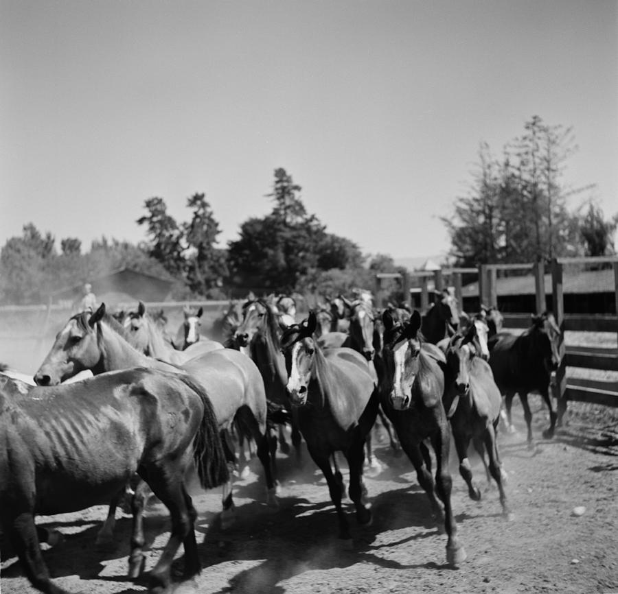 Huaso Of Chile By Michael Ochs Archives