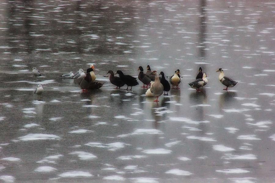 Bird Photograph - Huddled - Wild Ducks and Seagulls by Natural Abstract Photography