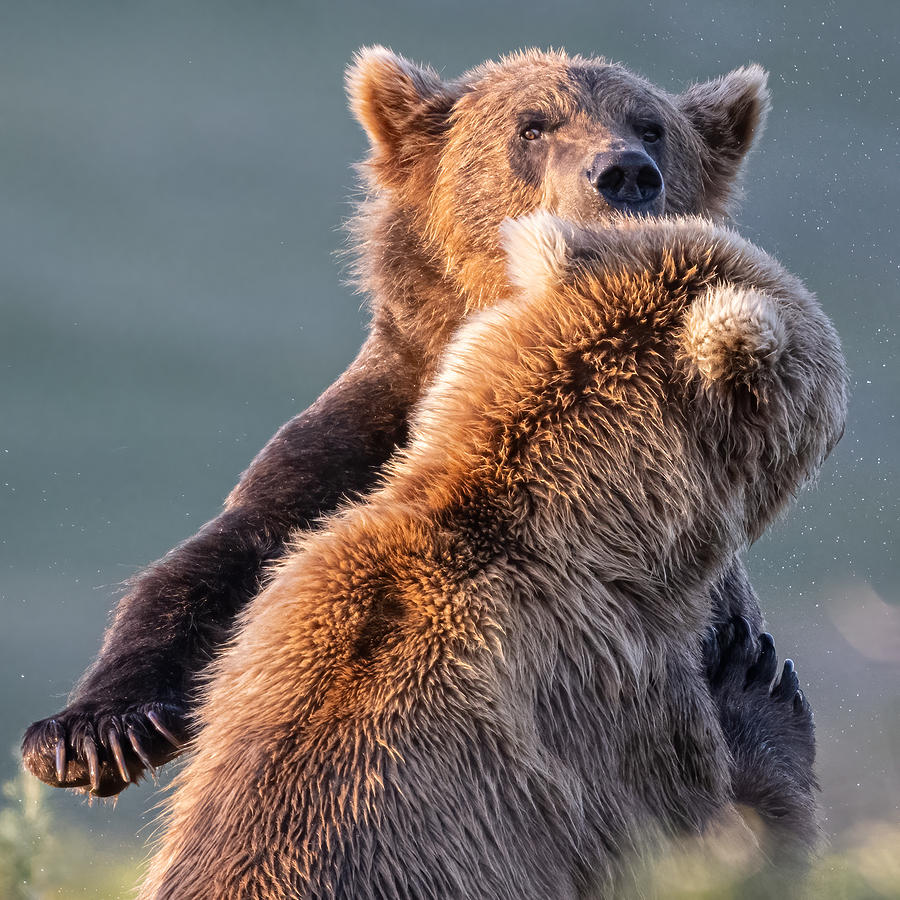 Bear Photograph - Hug by Chao Feng ??