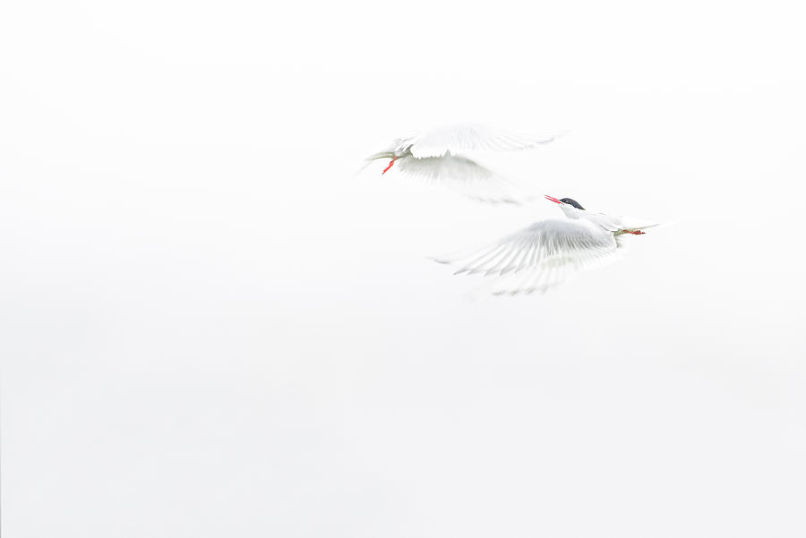 Bird Photograph - Hug by Roberto Marchegiani