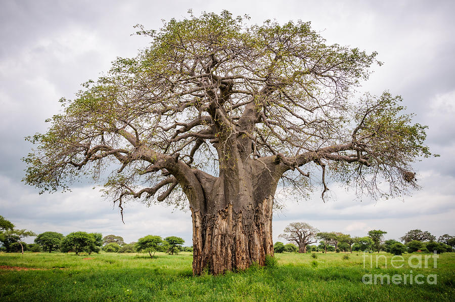 Big Photograph - Huge Baobab Tree In The Tarangire by Gabor Kovacs Photography