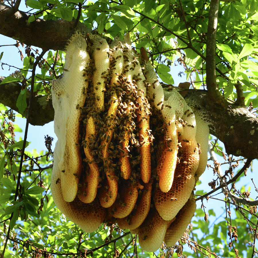 Huge Bees Nest Photograph by Jerry Griffin