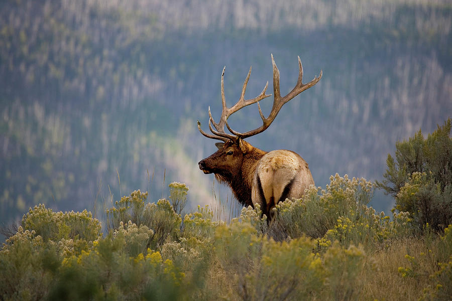 Huge Bull Elk In A Scenic Backdrop Photograph by Birdofprey