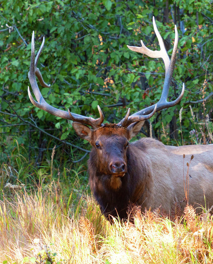 Huge Bull Elk in Rocky Mountain Meadow Photograph by Steven Krull