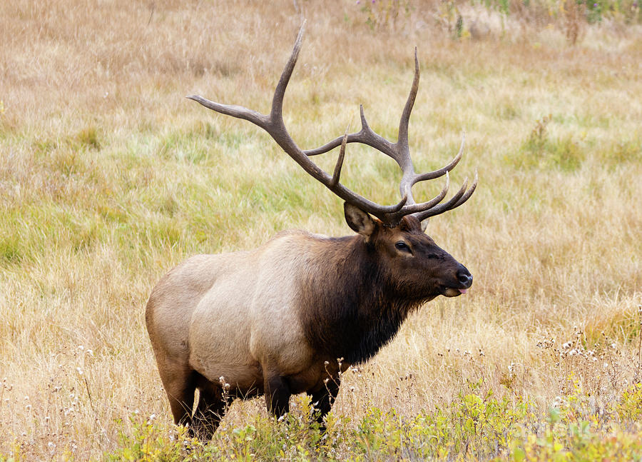 Huge Bull Elk in Wildflowers Photograph by Steven Krull