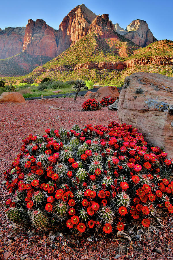 Huge Cacti Bloom in Zion NP Photograph by Ray Mathis